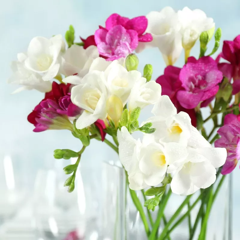 Freesia – Romance Collection