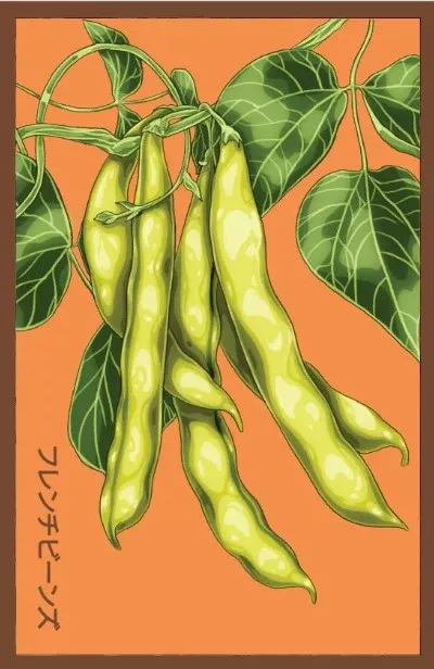French Beans Vegetable Seeds Packet