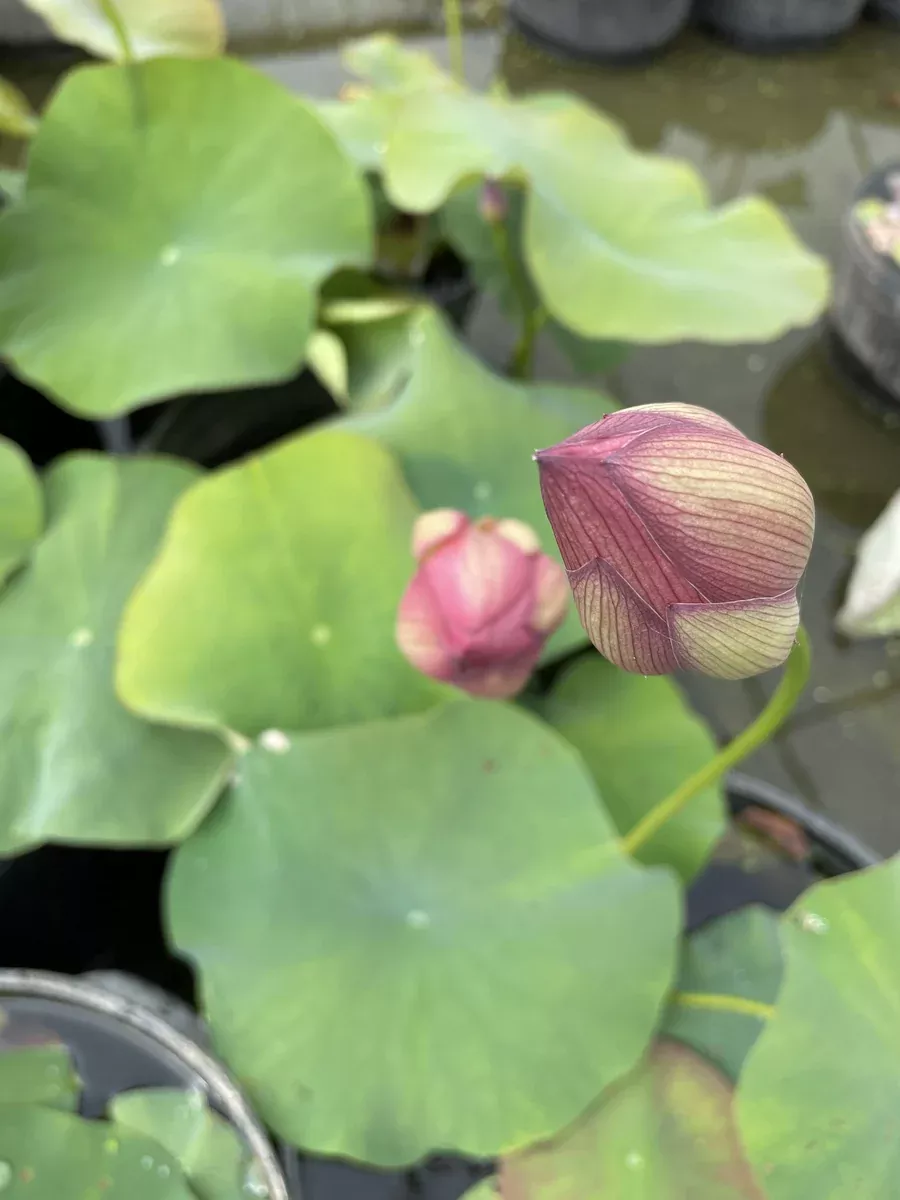 Friend Red - Lotus