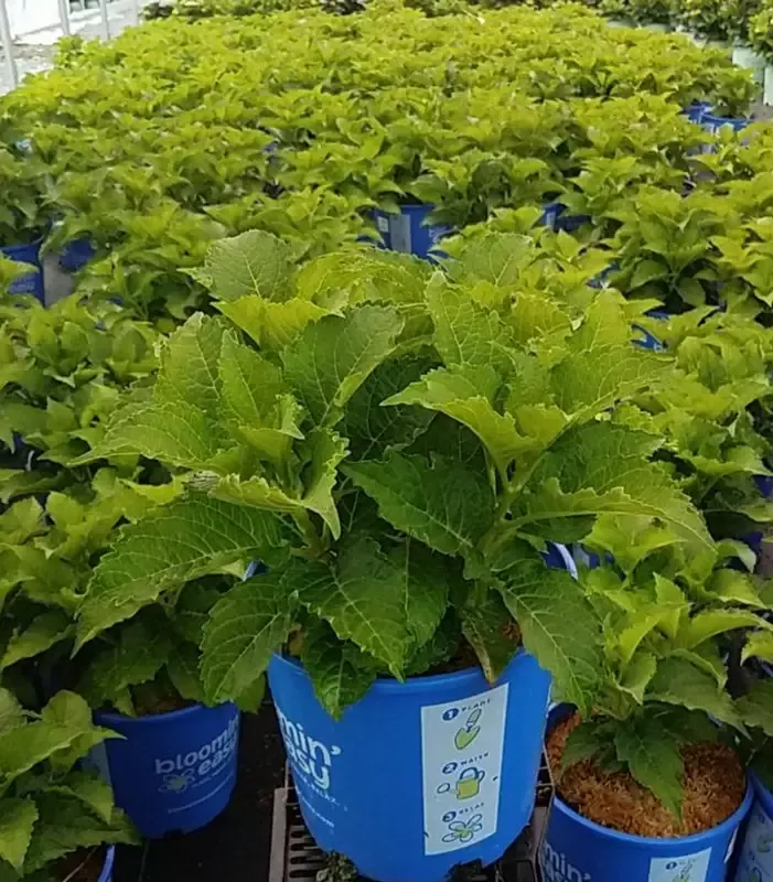 Frill Ride™ Bigleaf Hydrangea
