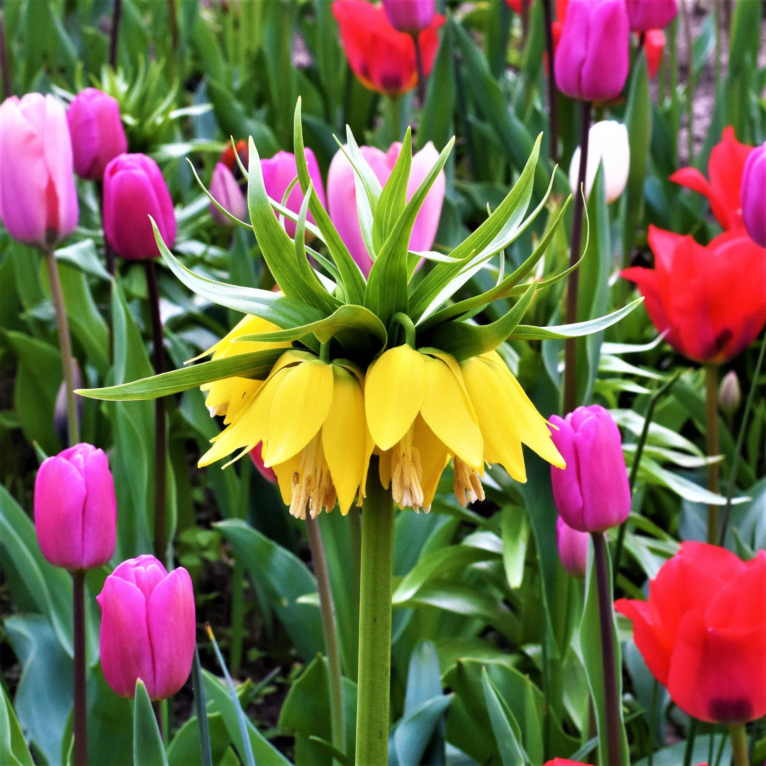 Fritillaria - Crown Imperial Yellow