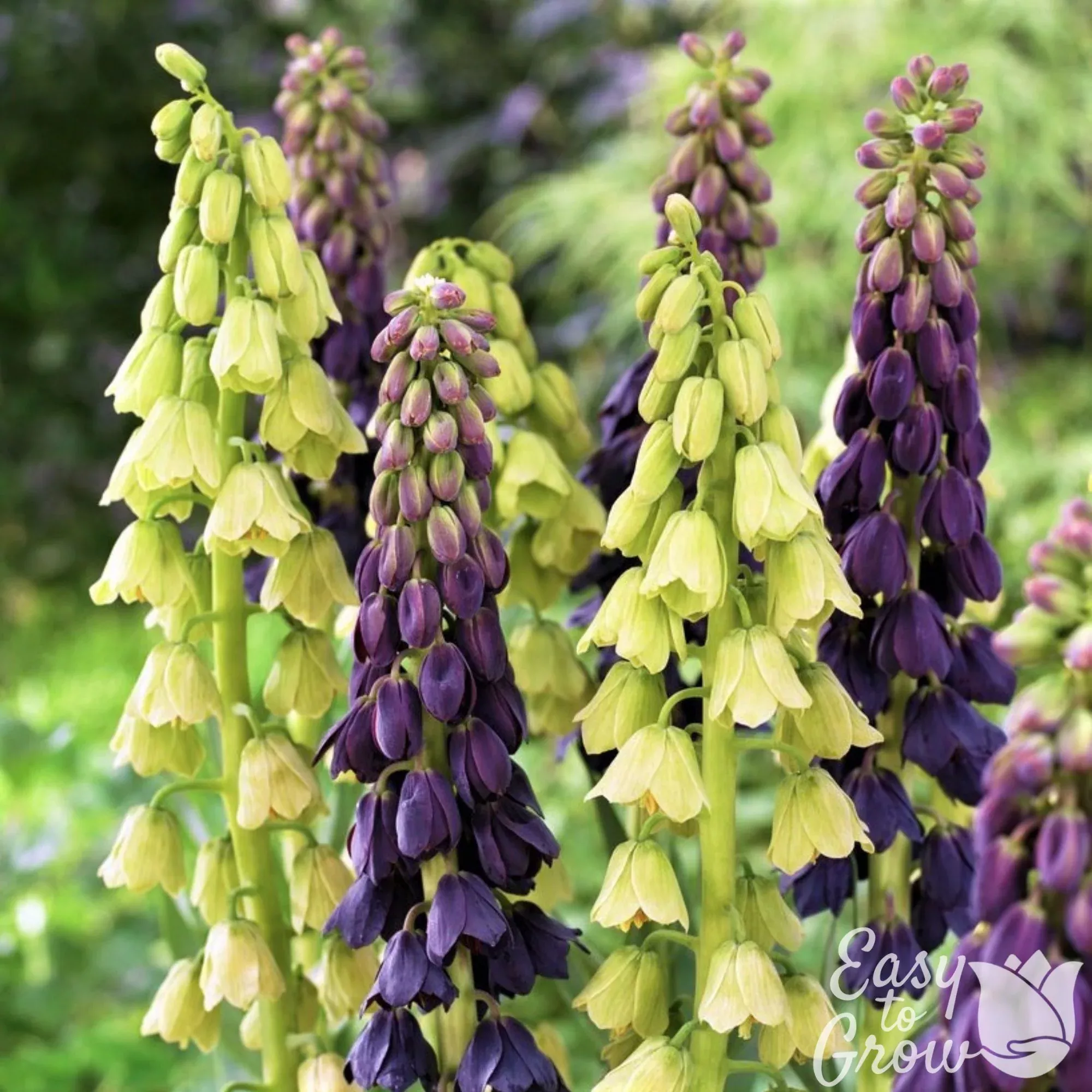 Fritillaria - Persica Belltower Collection