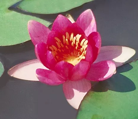 Froebeli - Red Hardy Lily