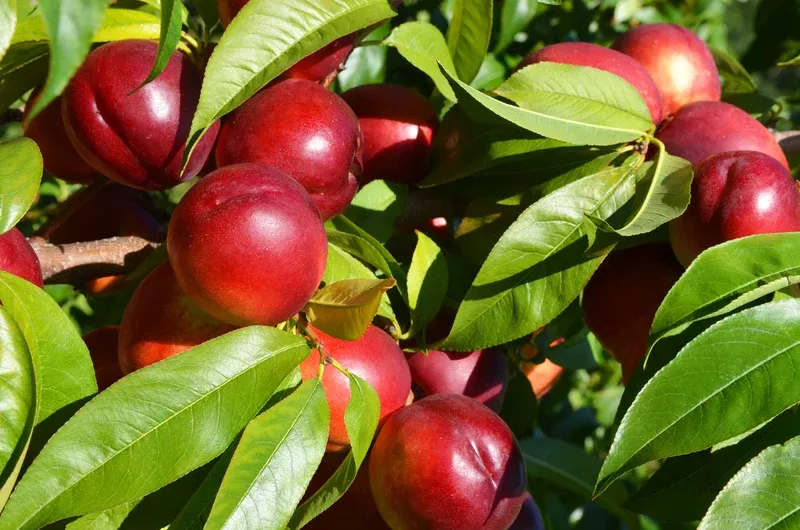 Fruiting Plum Tree