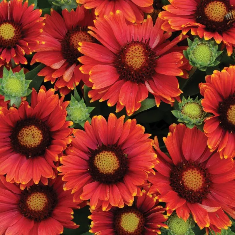 Gaillardia 'Arizona Red Shades'