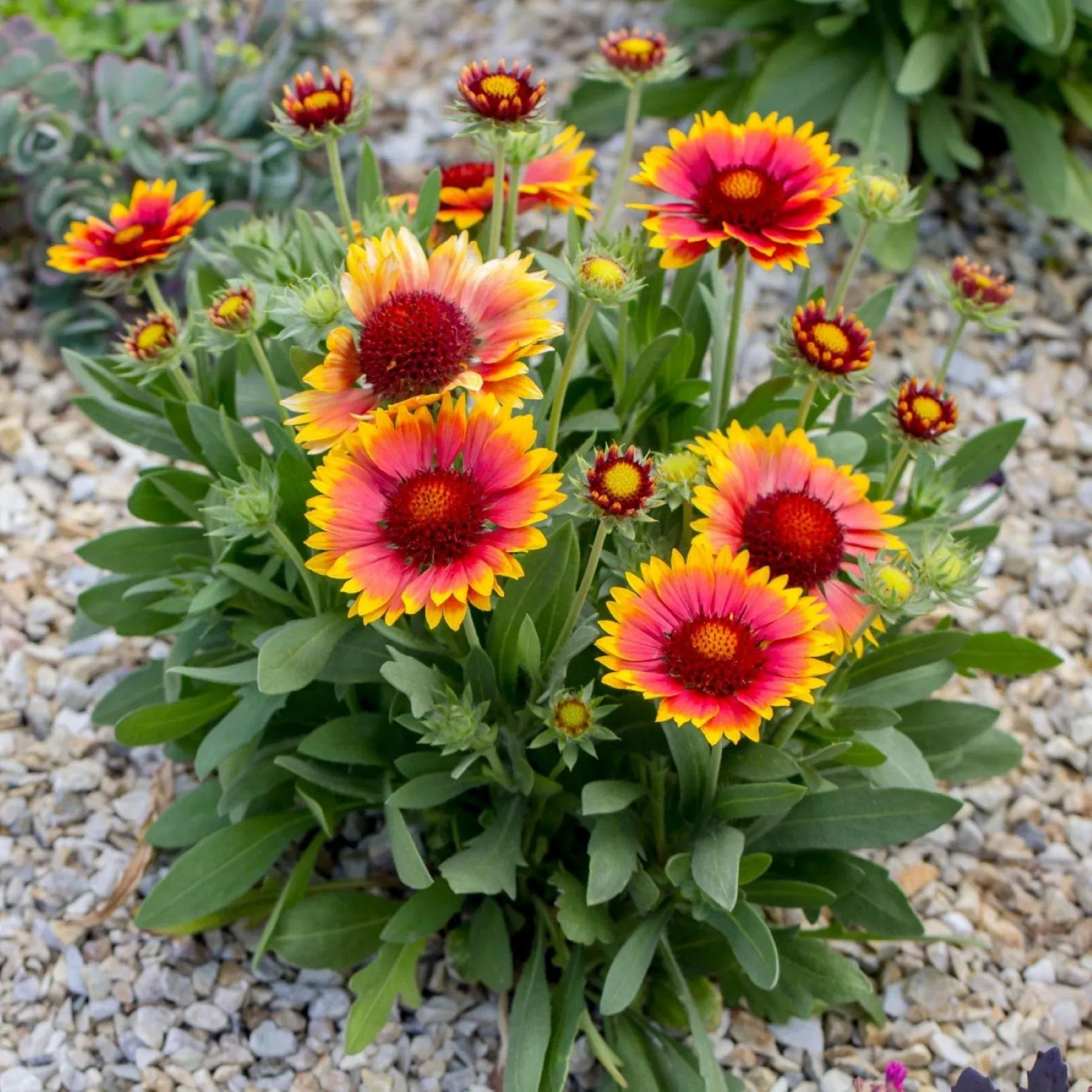 Gaillardia - Arizona Sun Potted Plant 2 Pack