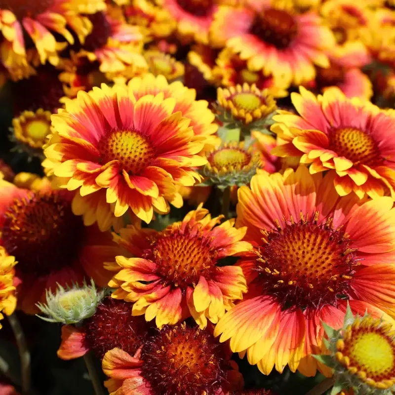 Gaillardia 'Arizona Sun'