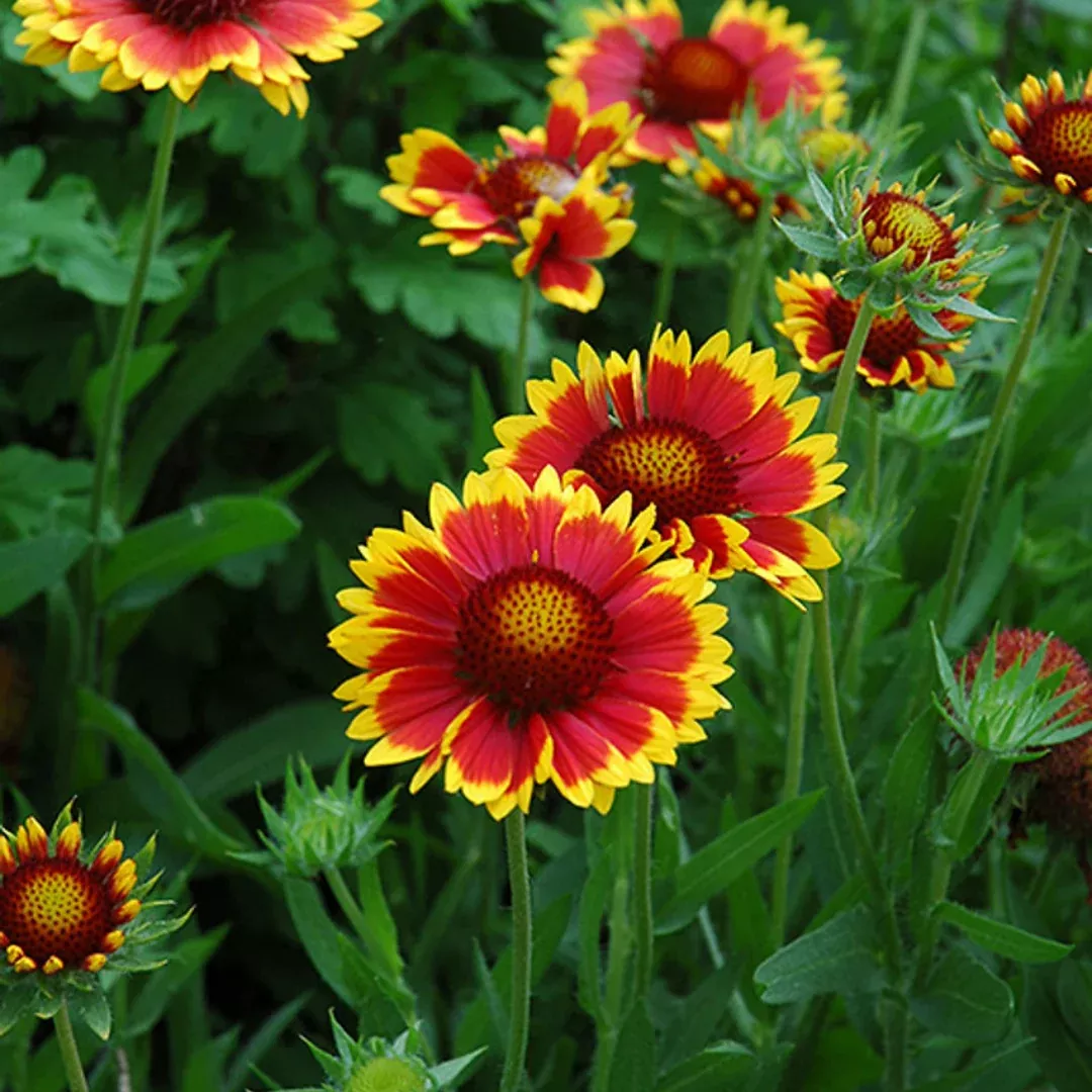 Gaillardia 'Goblin'