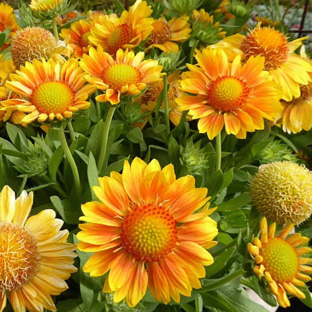 Gaillardia 'Mesa Peach'