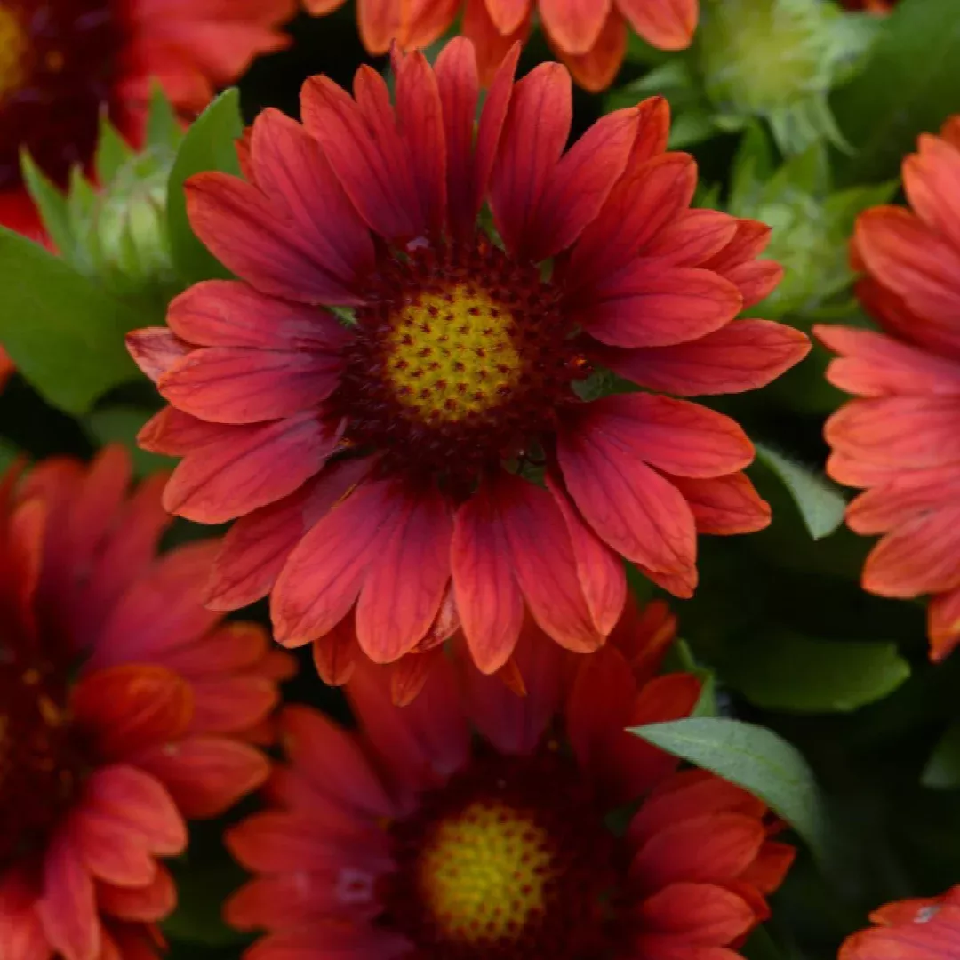 Gaillardia 'Mesa Red'
