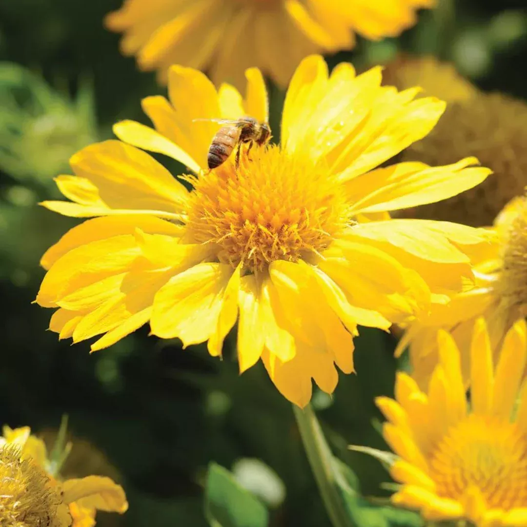 Gaillardia 'Mesa Yellow'