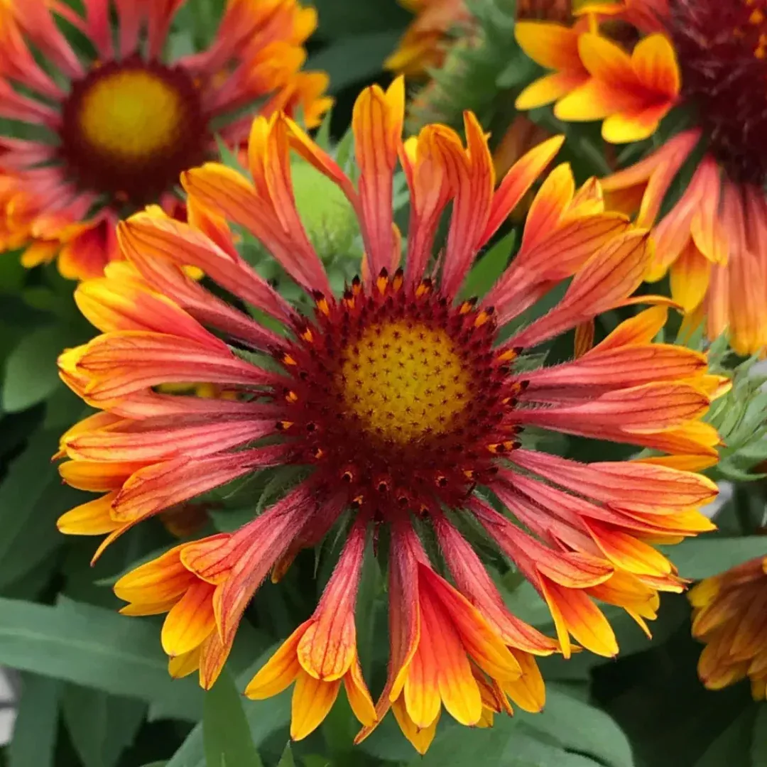 Gaillardia 'Spintop Copper Sun'
