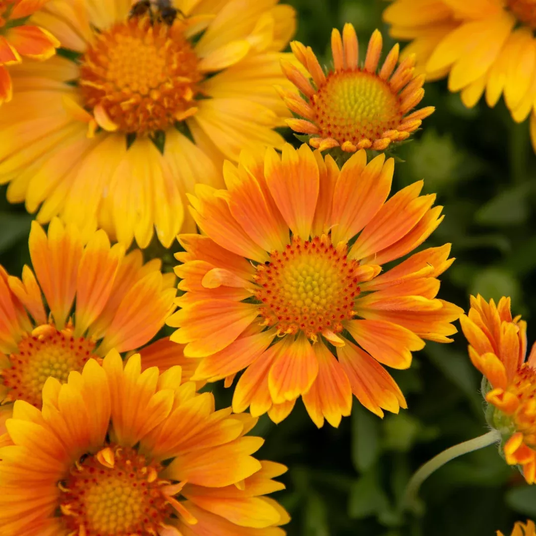 Gaillardia 'Spintop Mango'