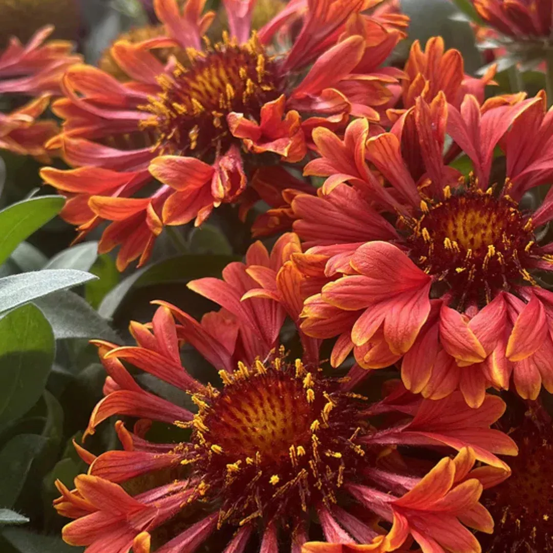 Gaillardia 'Spintop Mariachi Red Sky'
