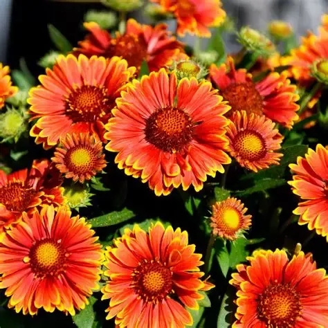 Gaillardia 'Spintop Orange Halo'