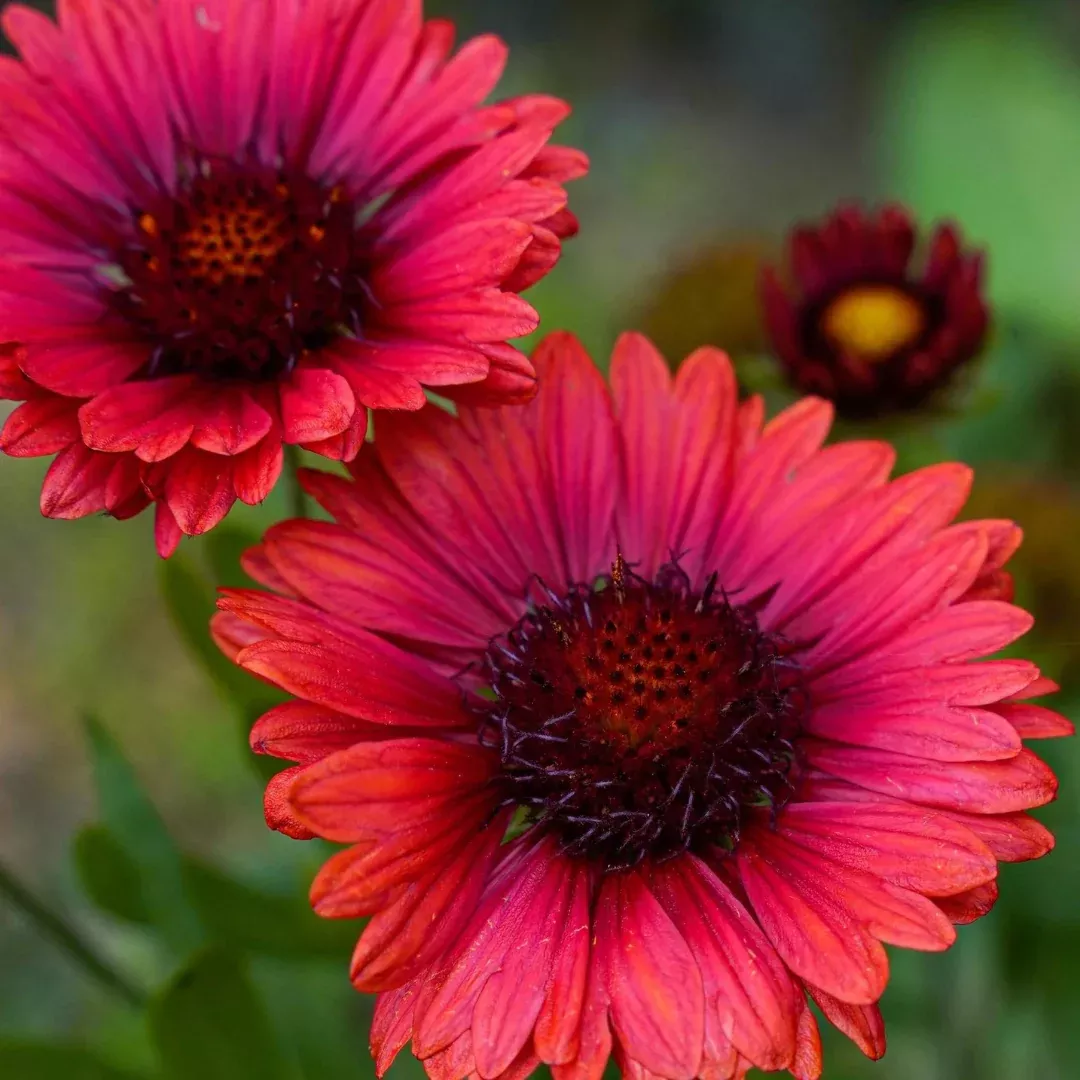 Gaillardia 'Spintop Red'