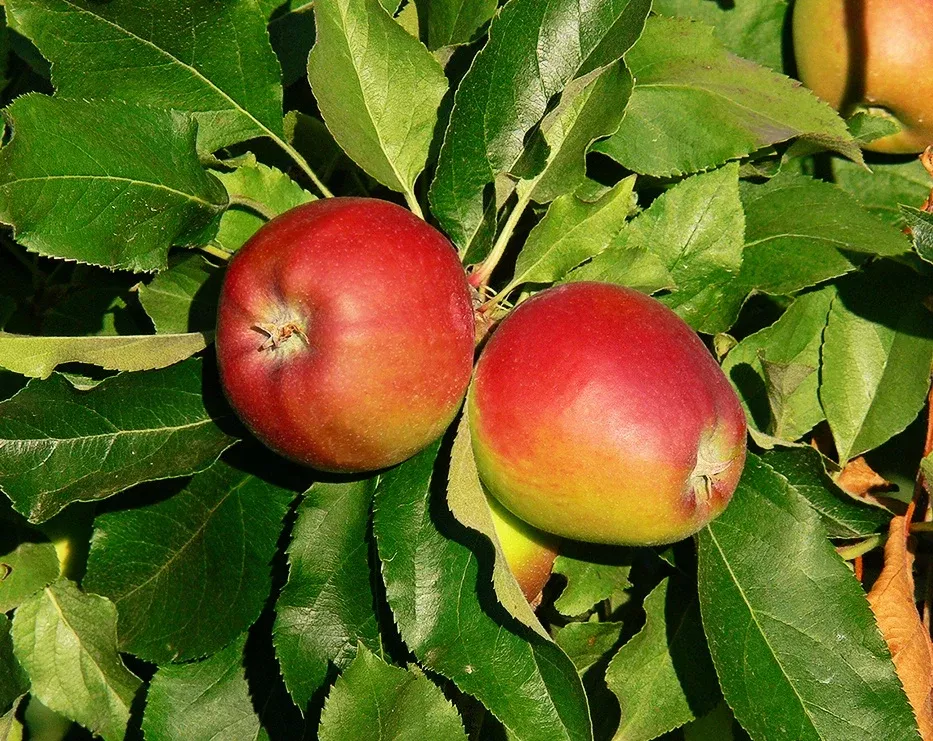 Gala Apple
