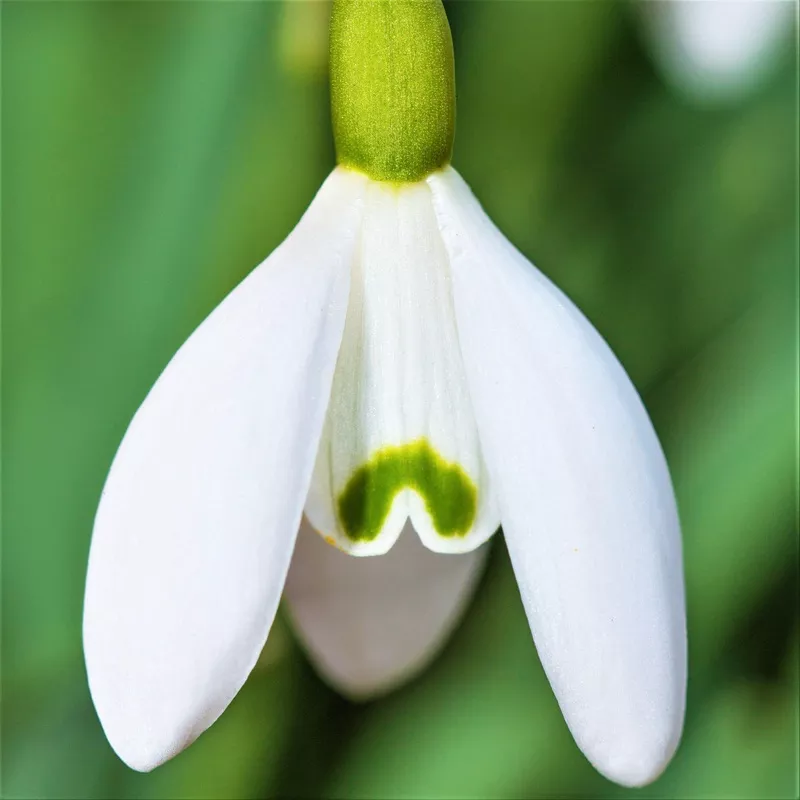 Galanthus – Common Snowdrop Nivalis