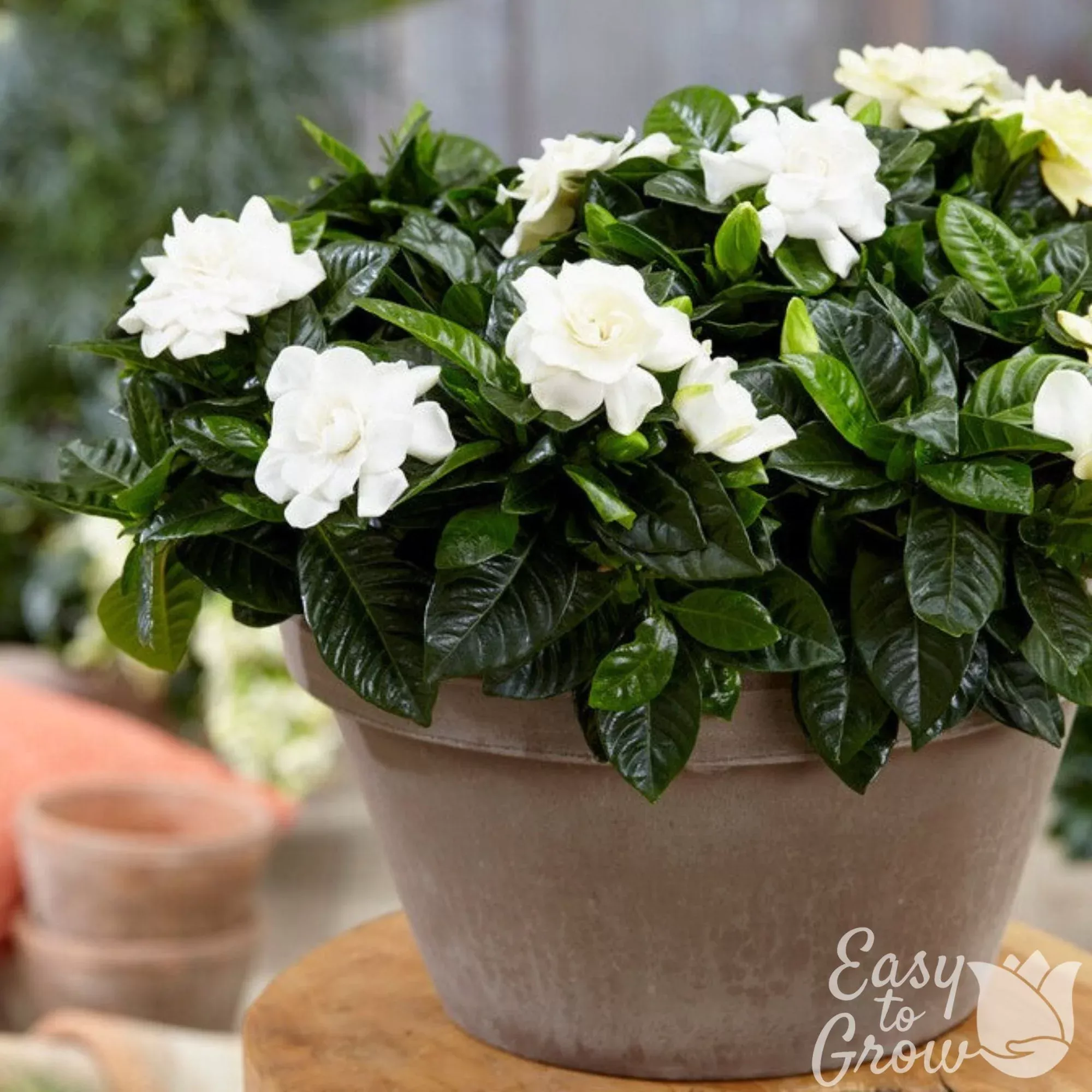 Gardenia - Crown Jewel 2 Pack