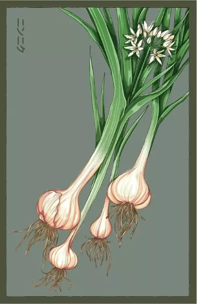 Garlic Vegetable Seeds Packet