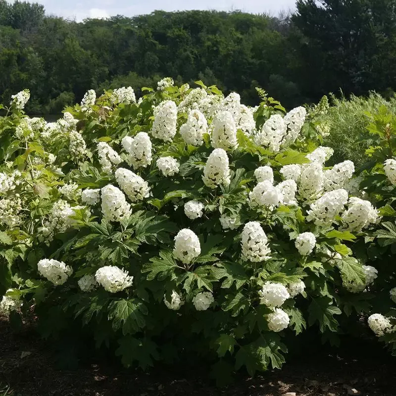 Gatsby Gal Oakleaf Hydrangea