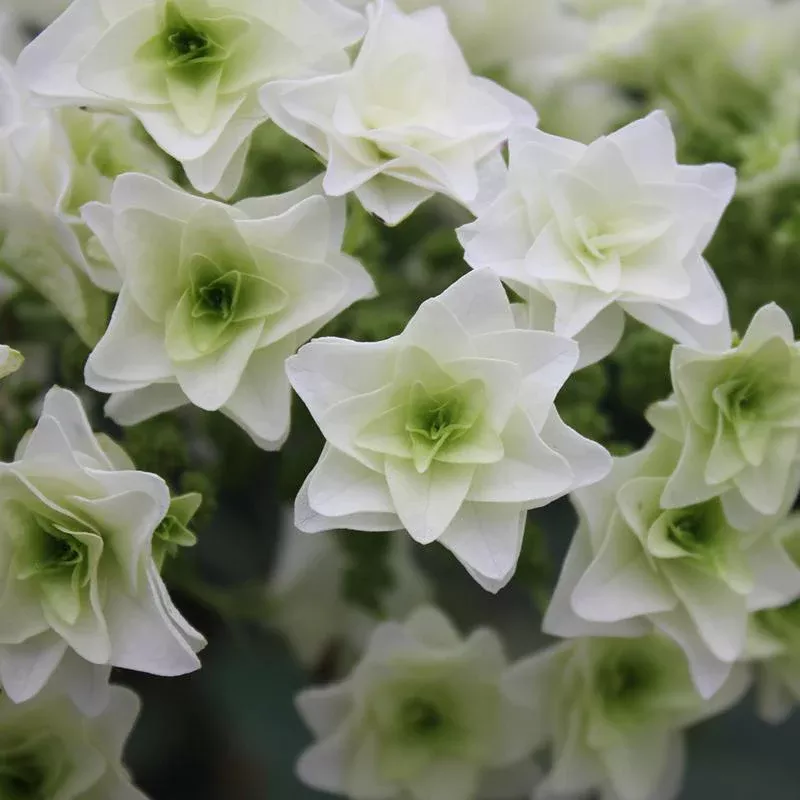 Gatsby Star Oakleaf Hydrangea – DISCONTINUED