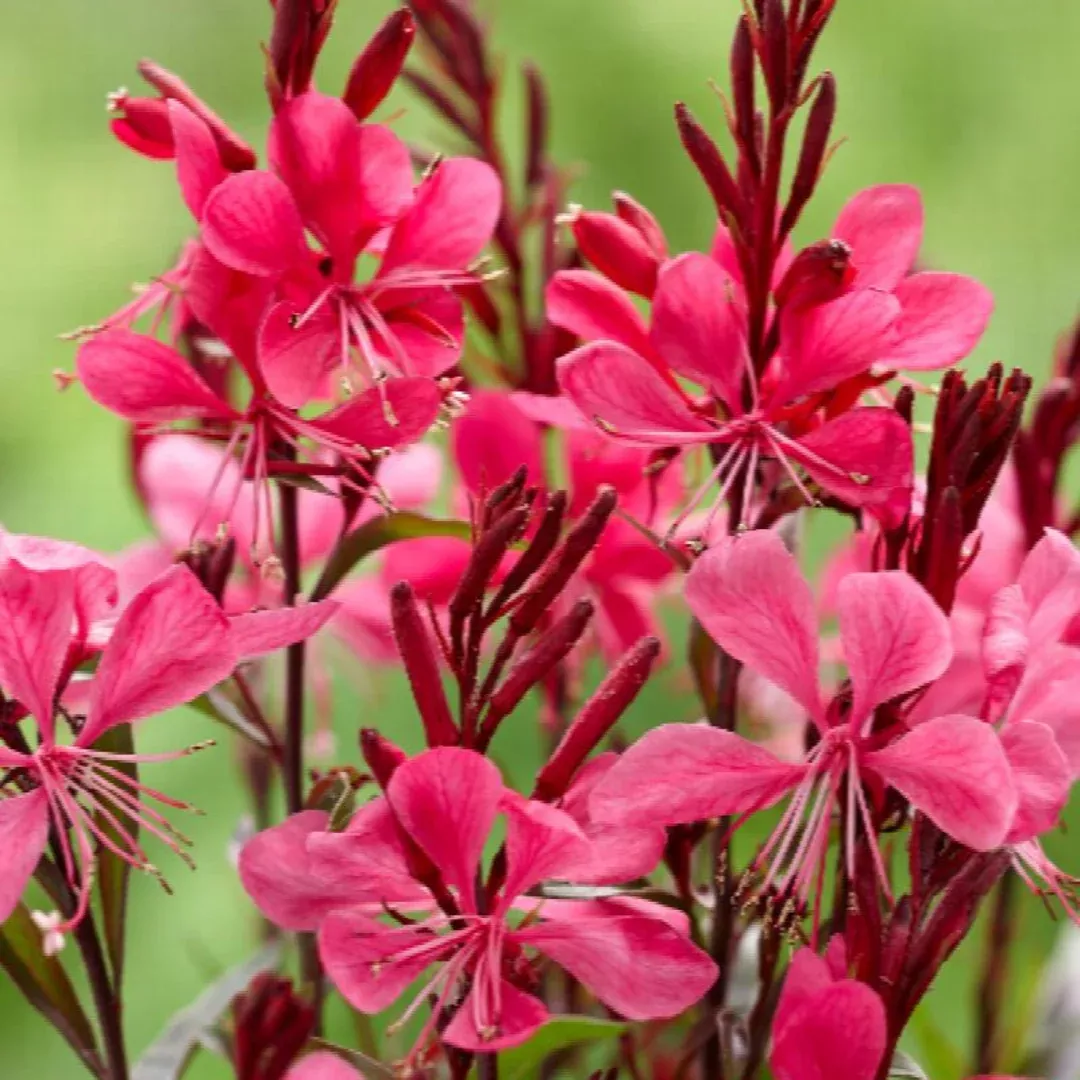 Gaura 'Gaudi Red'