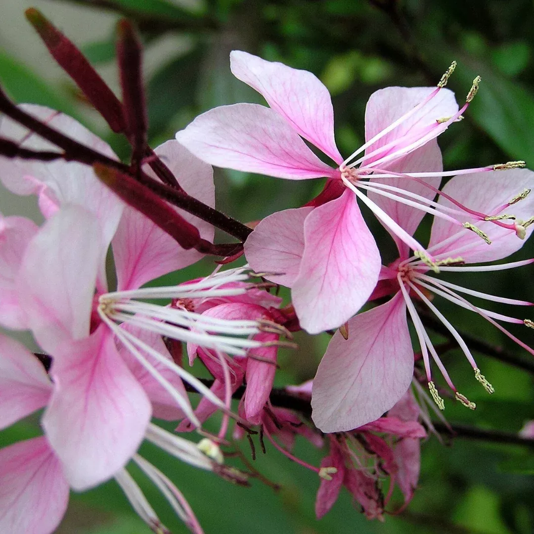 Gaura 'Monarch Pink'