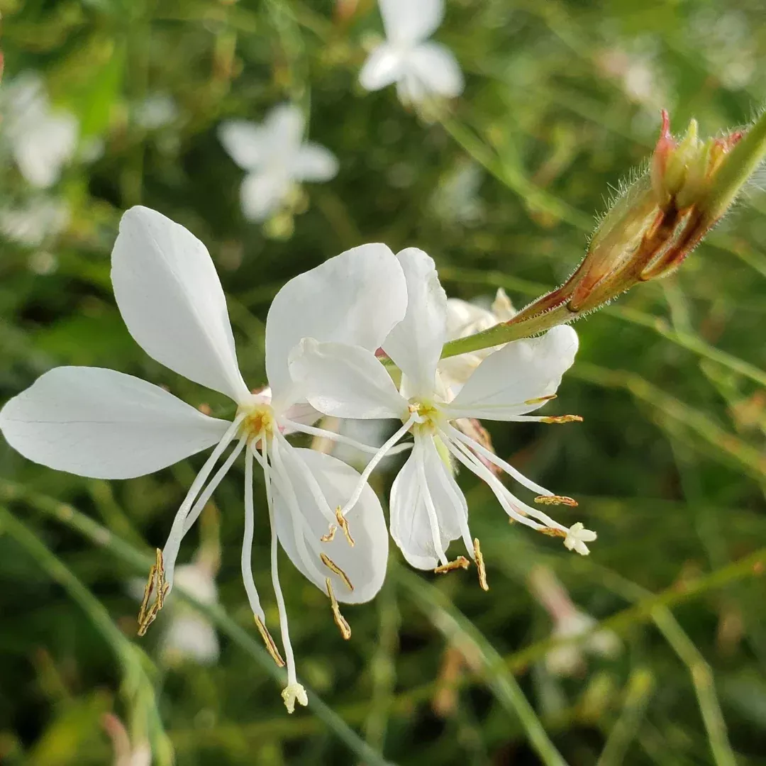 Gaura 'Monarch White'