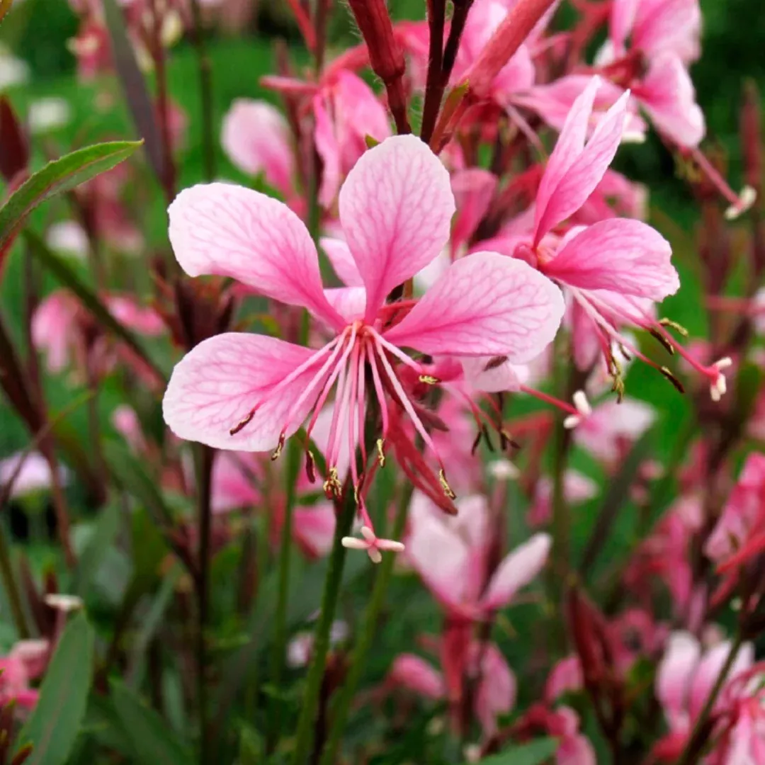 Gaura 'Passionate Blush'