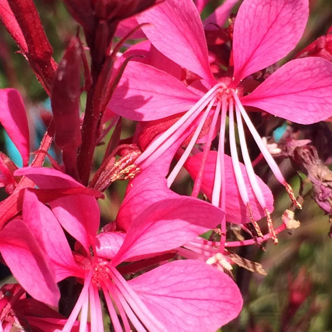 Gaura 'Passionate Rainbow'