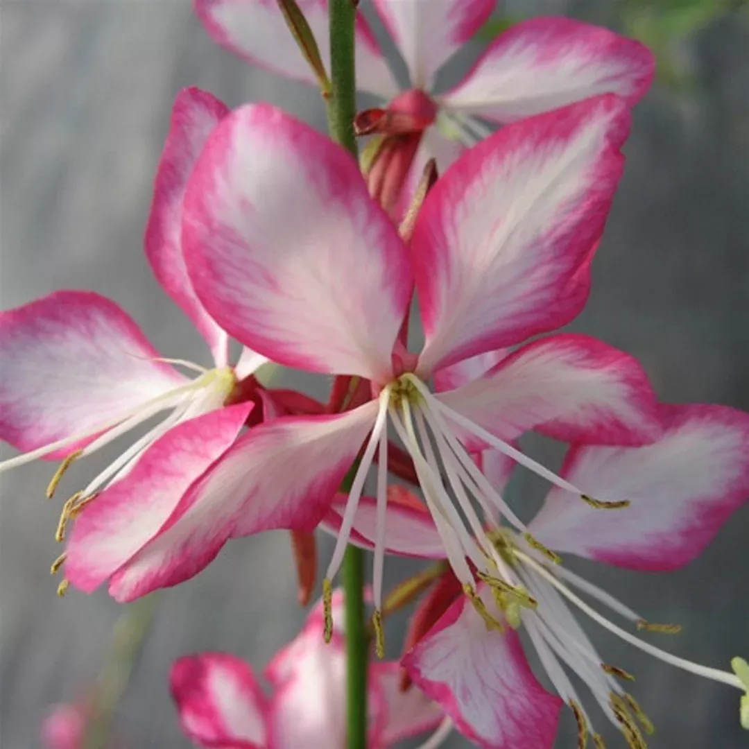Gaura, 'Rosy Jane'