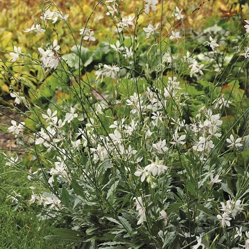 Gaura 'Sparkle White'