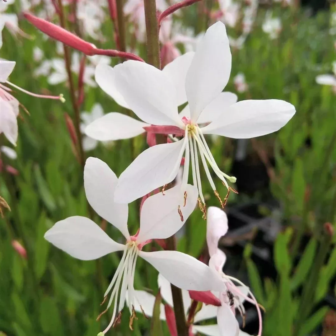 Gaura 'Whirling Butterflies'