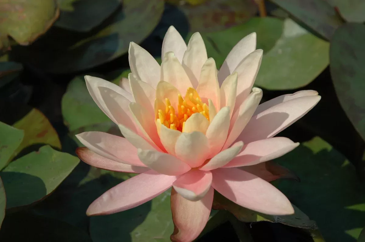 Georga Peach - Hardy Lily