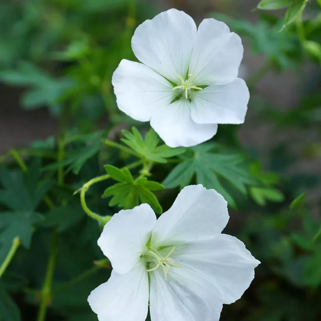Geranium 'Album'