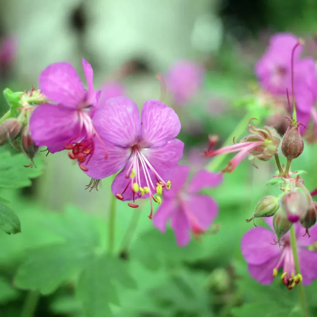 Geranium 'Bevan's Variety'