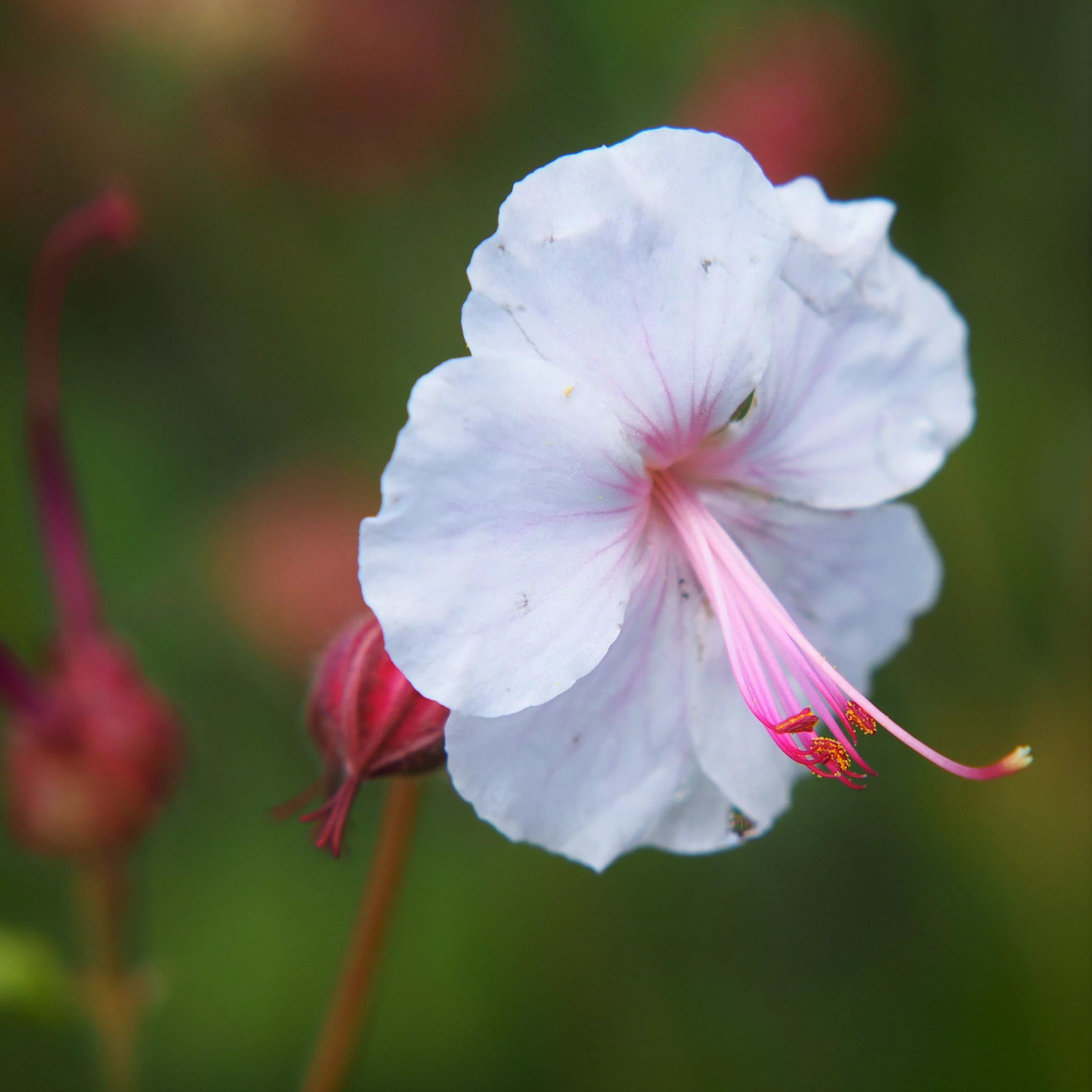Geranium Biokovo (Perennial Hardy Cranesbill)
