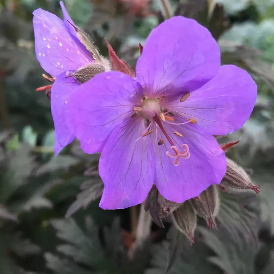 Geranium 'Boom Chocolatta'