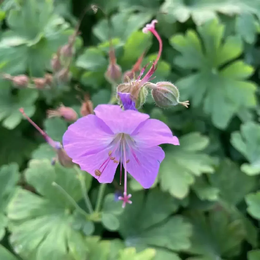 Geranium 'Cambridge'