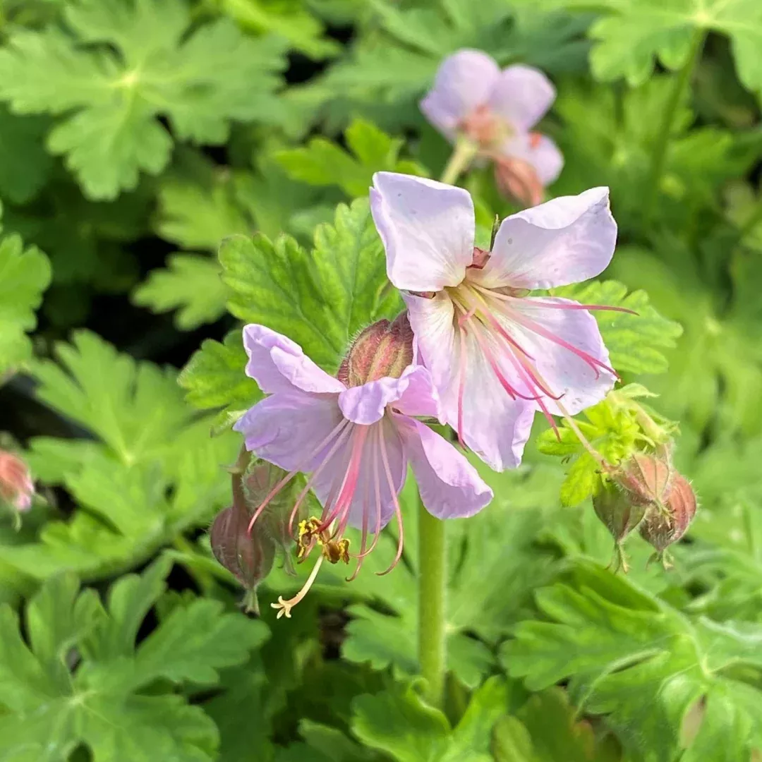 Geranium 'Ingwersen's Variety'