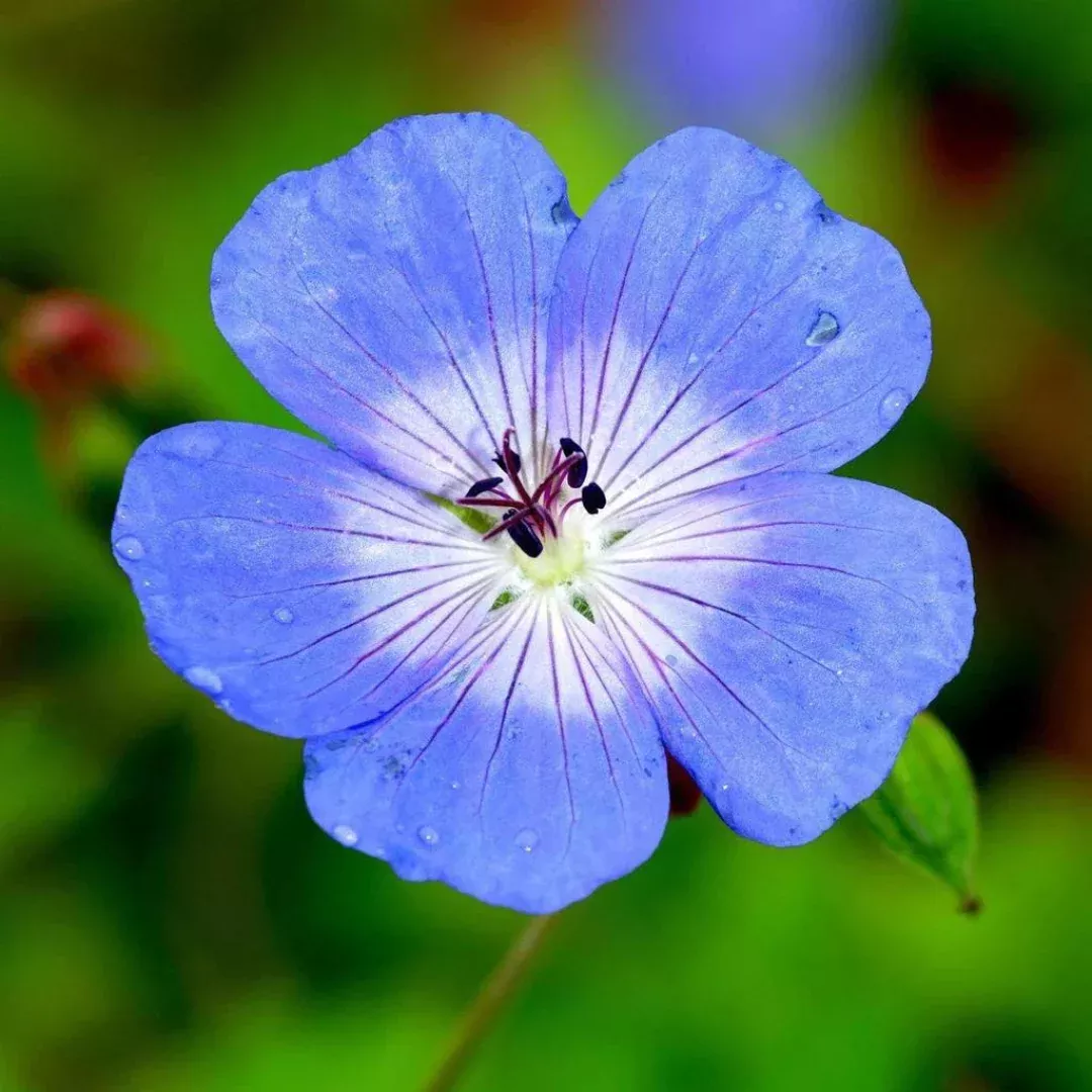 Geranium 'Johnson's Blue'