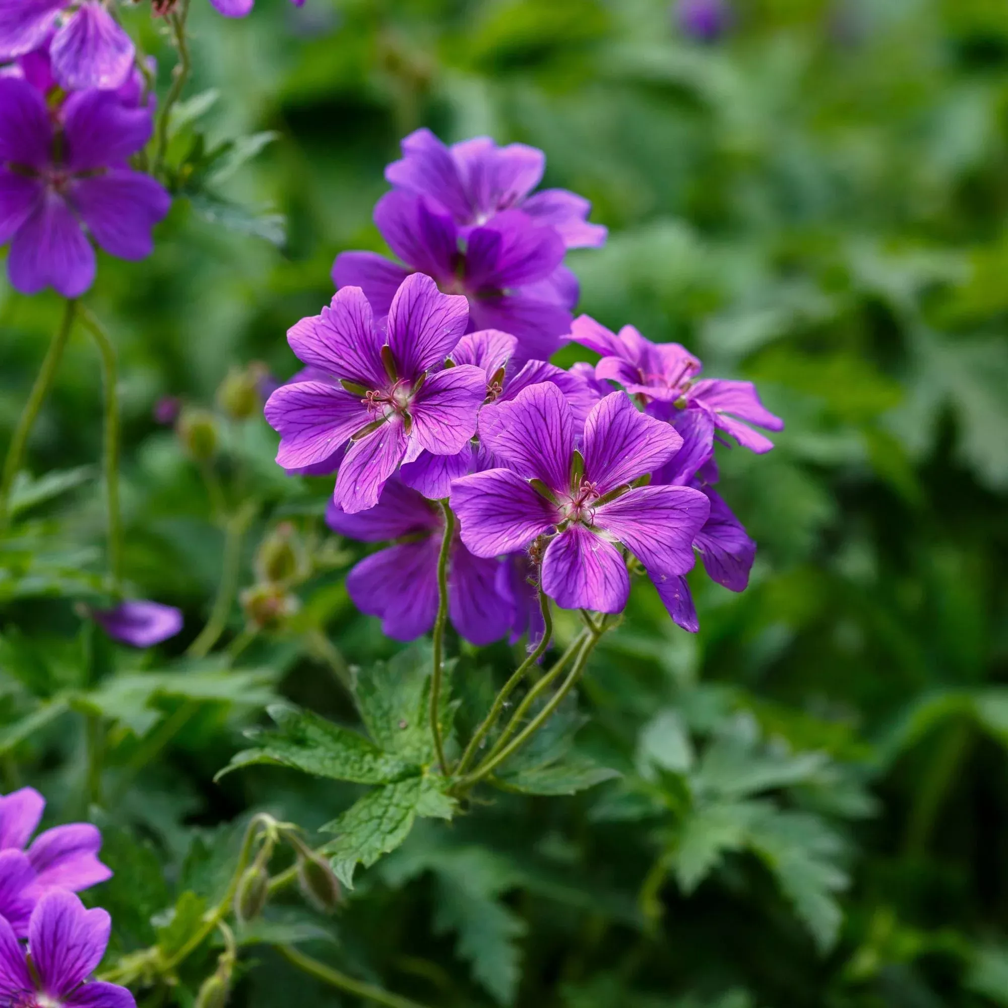 Geranium Kashmir Purple (Perennial Hardy Cranesbill)