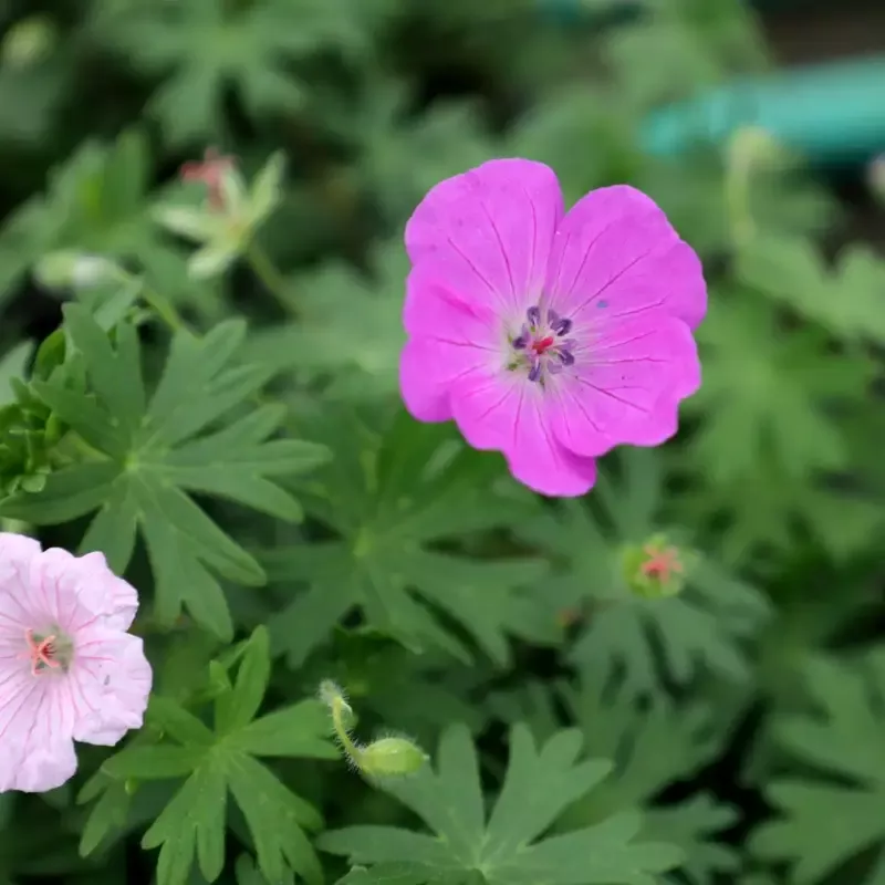 Geranium 'Max Frei'