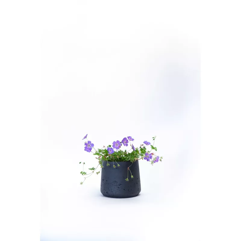 Geranium 'Rozanne'