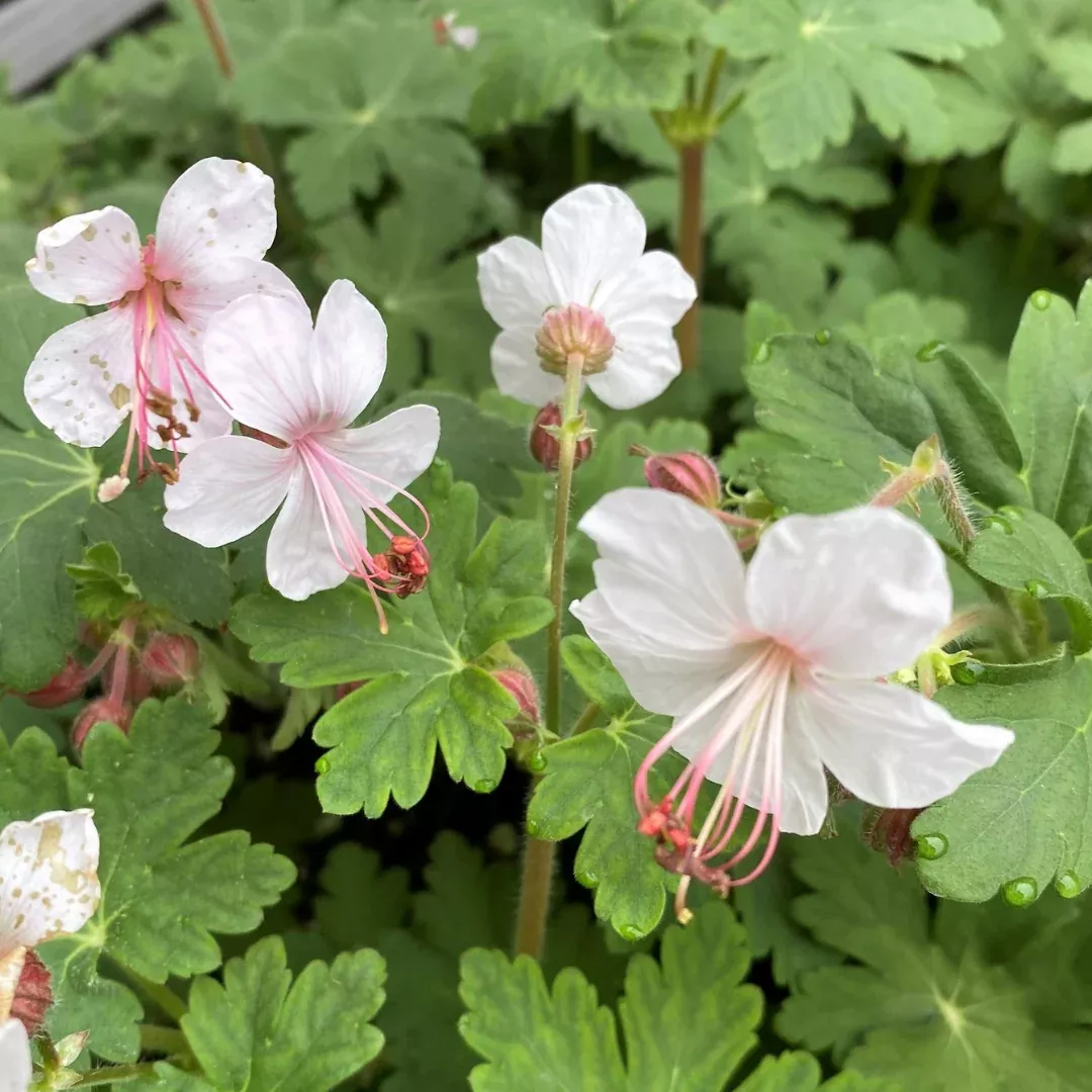 Geranium 'Spessart'