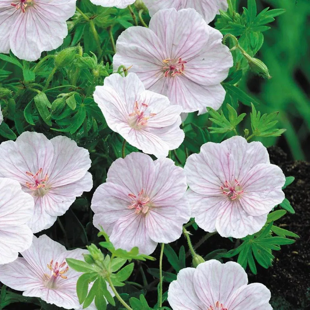 Geranium 'Striatum'