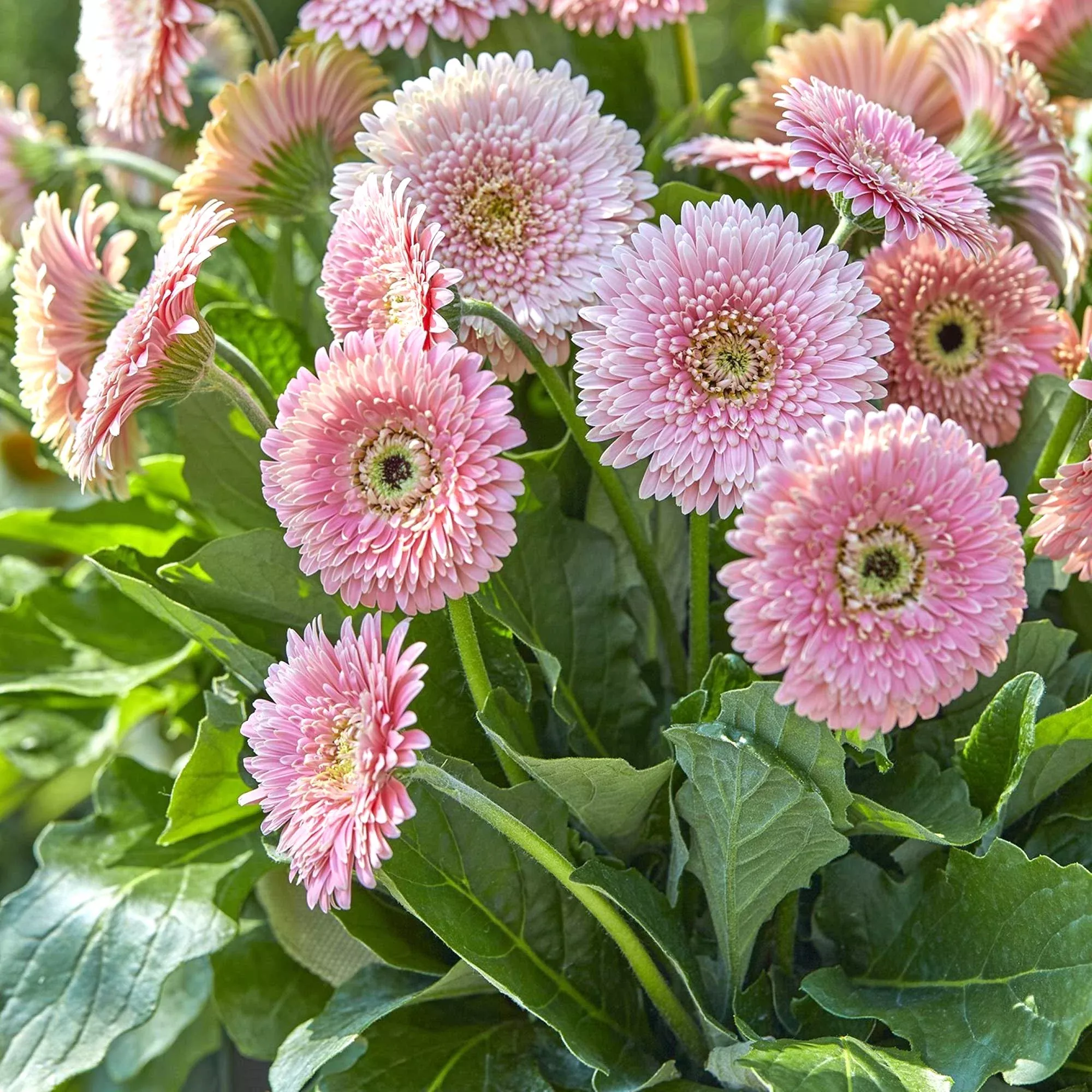 Gerbera - Majestic Light Pink 2 Pack