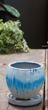Gerbera Pot