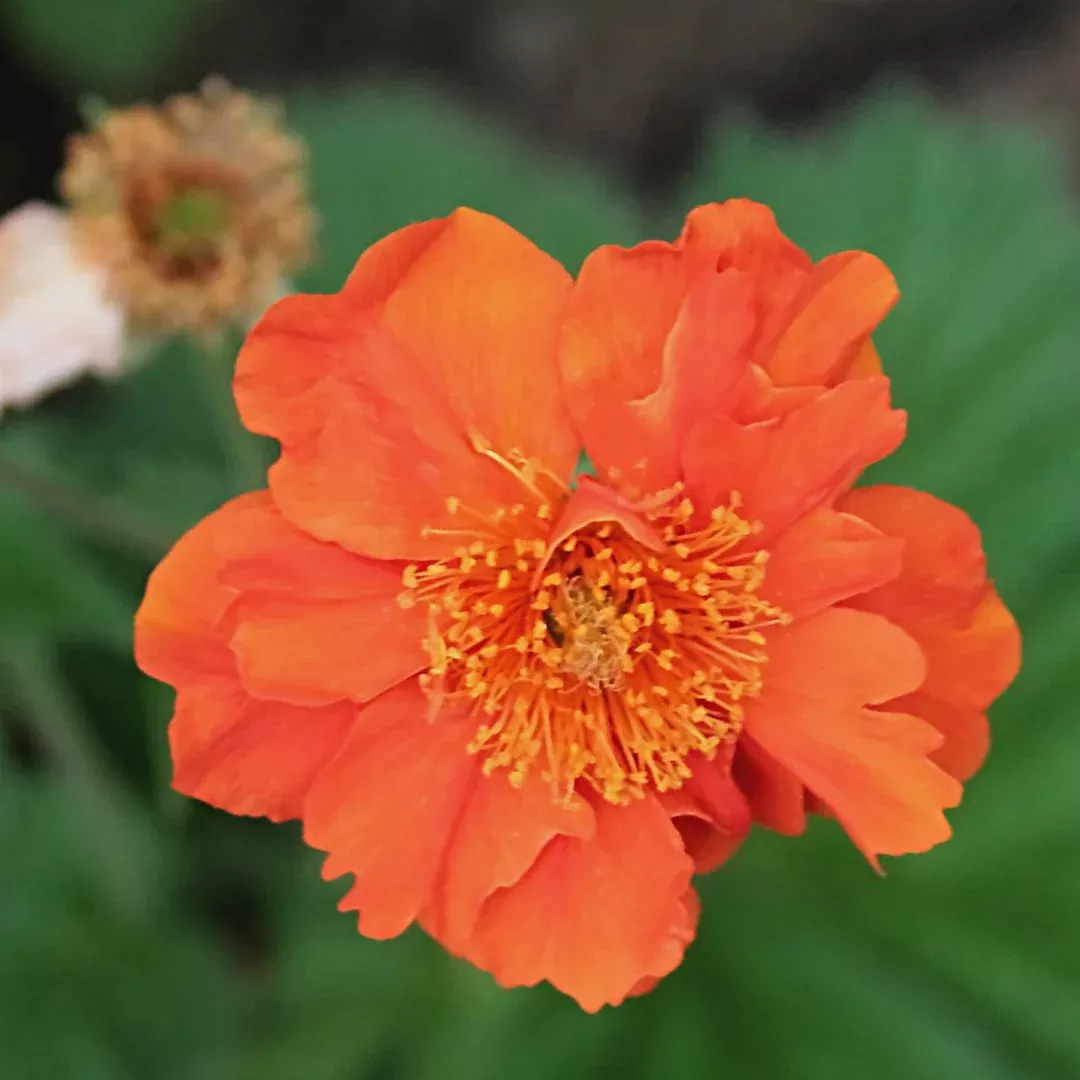 Geum 'Koi'